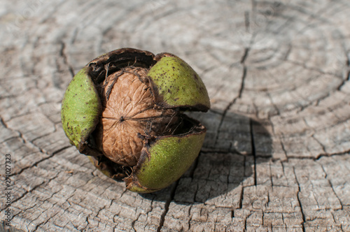 Walnut shell inside its green husk closeup on cut wooden trunk background