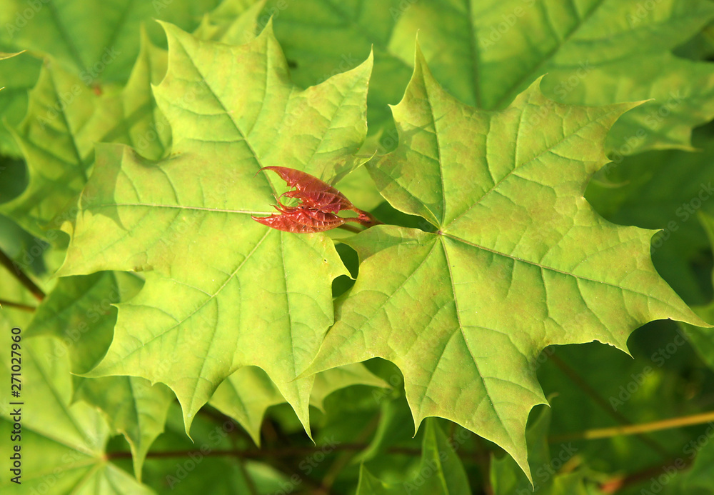 Naklejka premium Red young leaves of Acer platanoides