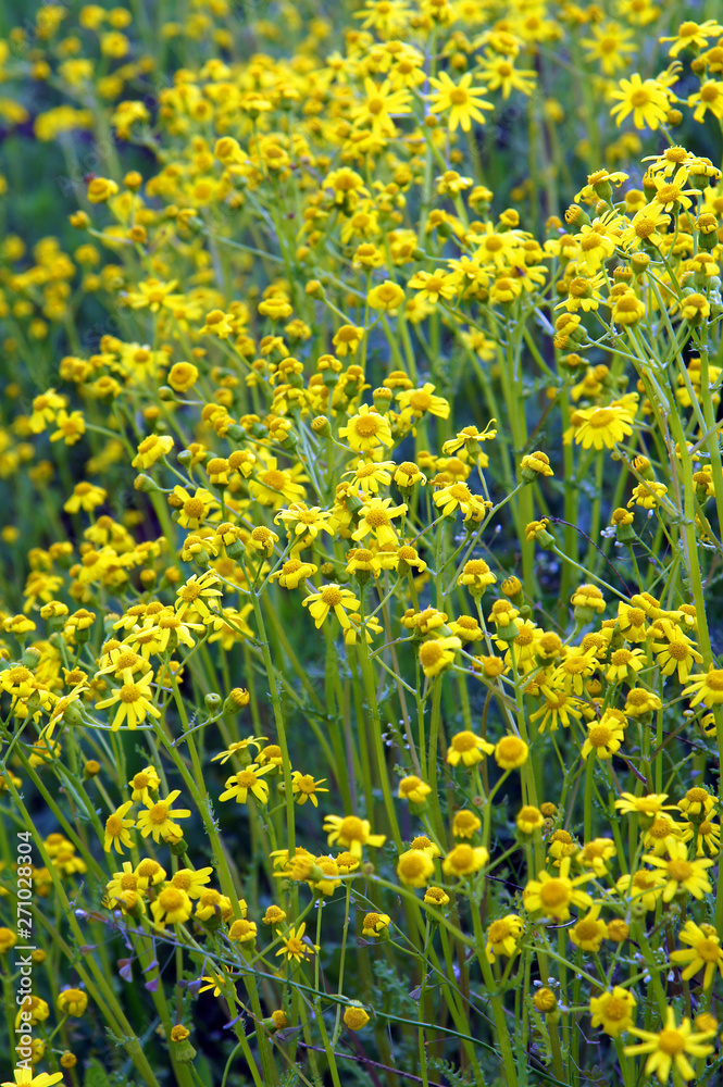 Fototapeta premium Beautiful yellow wild chamomile