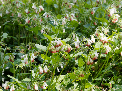 Symphytum grandiflorum - Parterre de consoude à grande fleurs photo