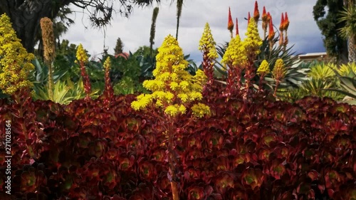 Sedum spathulifolium blossom in Huntington Library photo