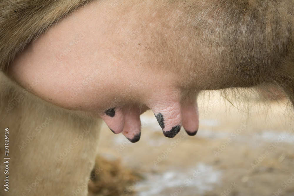Fototapeta premium Close-up cow big udder copy space