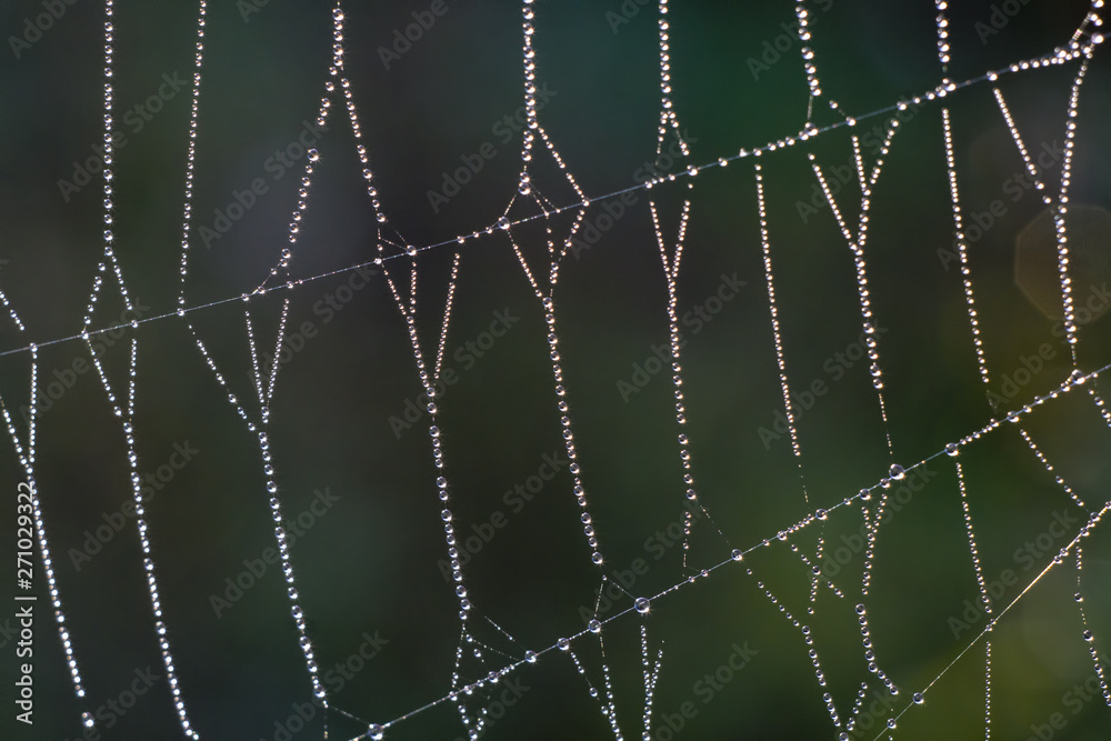 spider web with water drops spider web with water drops