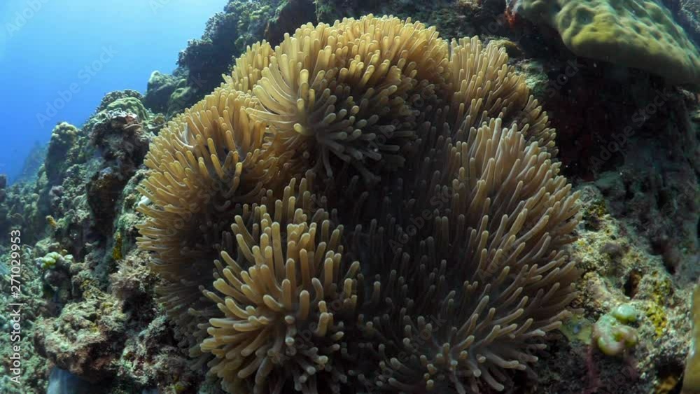 Close Up Anemone, Few Clown Fish, Zoom Out - Gili Islands, Bali Close Up Anemone, Few Clown Fish, Zoom Out - Gili Islands, Bali