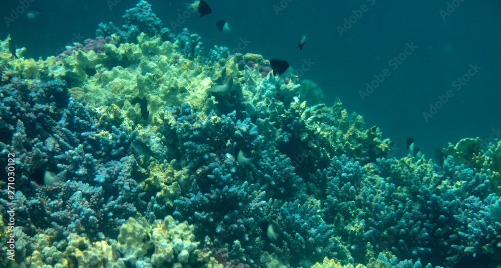 sea fish near coral, underwater