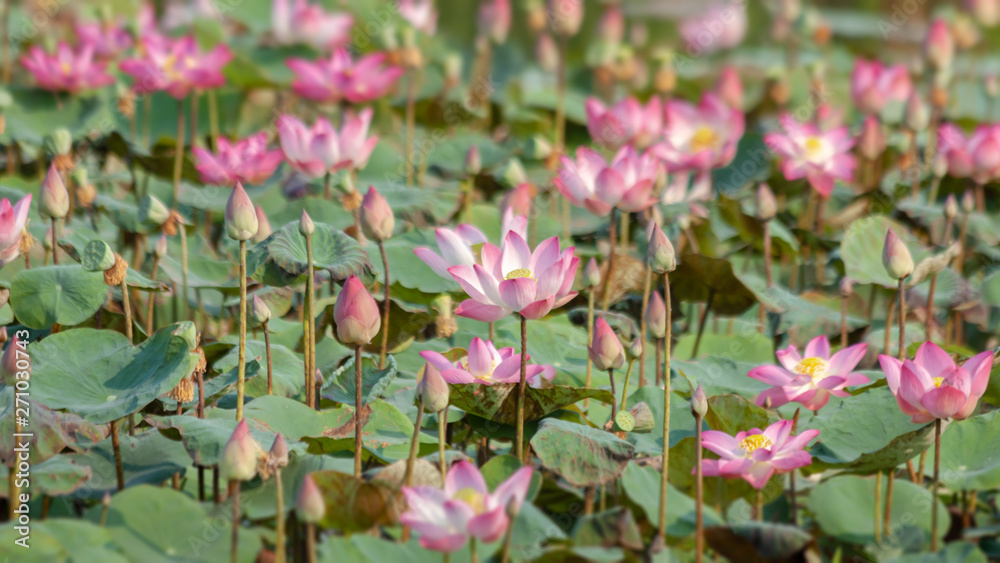 Pink lotus blossom in a pond