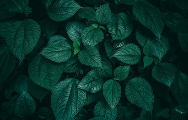 Foliage of tropical leaf in dark green texture, abstract pattern nature background.