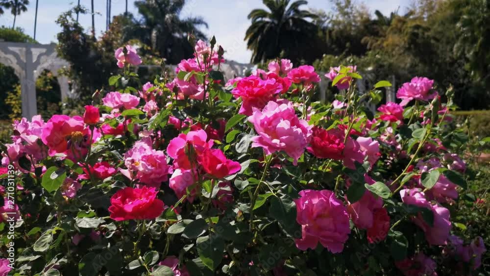 custom made wallpaper toronto digitalClose up shot of beautiful rose blossom in a garden