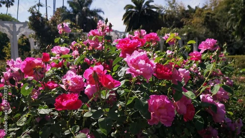 Wallpaper Mural Close up shot of beautiful rose blossom in a garden Torontodigital.ca