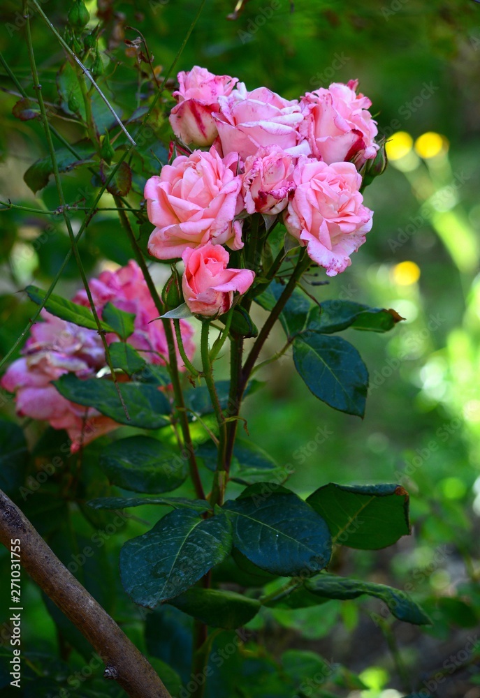Close-up of a Beautiful Pink Rose Branch, Nature, Macro
