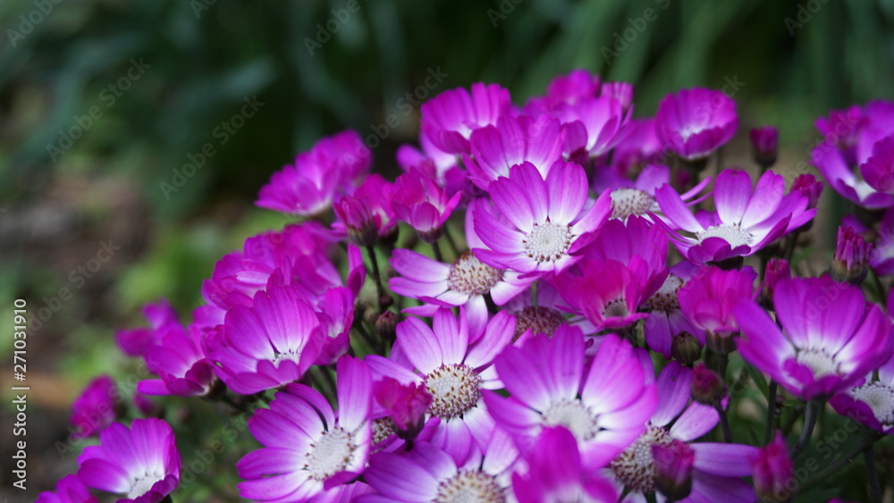 vibrant flowers