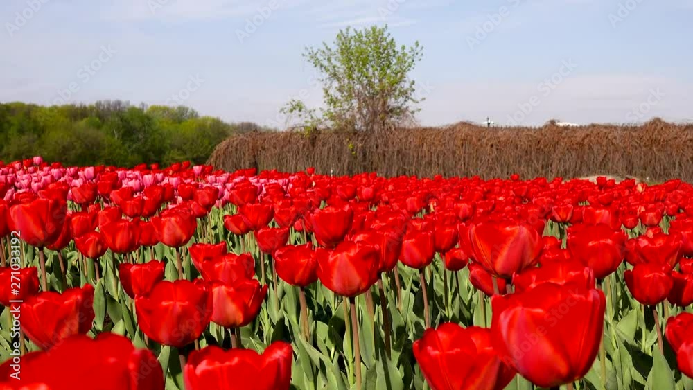 Beautiful flowerbed with red tulips, Holland Beautiful flowerbed with red tulips, Holland