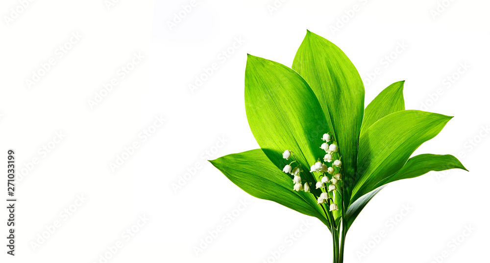 Naklejka premium Beautiful spring flower lily of the valley - Convallaria majalis isolated on white background. Forest flower with beautiful scent.