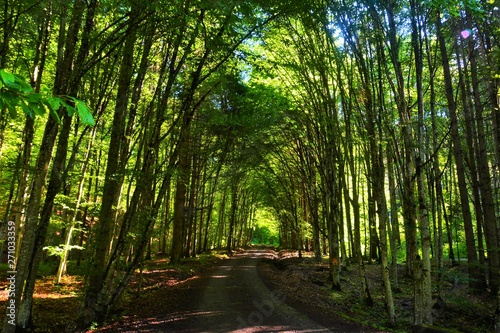 Fototapeta Naklejka Na Ścianę i Meble -  a road through a tree tunnel in the forest