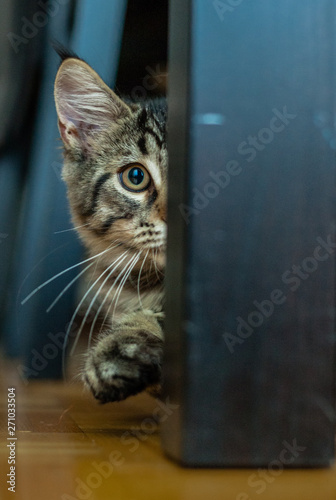 Chaton