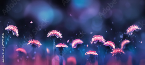 Fabulous amazing bright pink dandelions on a blue and purple background in the rays of light. Summer background. Free space for text. Banner.