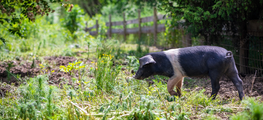 Fototapeta premium Sattelschwein Ferkel im Auslauf