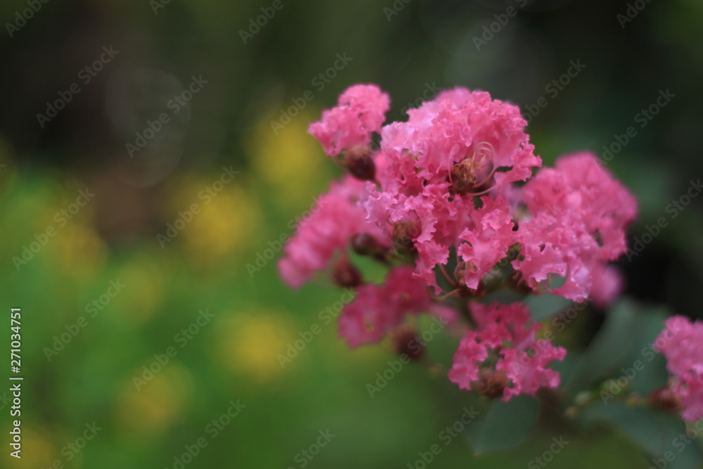 Obraz premium pink flowers in garden
