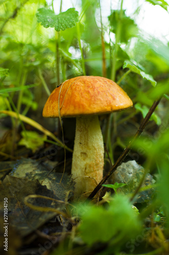 "Leccinum aurantiacum" first summer mushrooms aspen mushrooms close-up