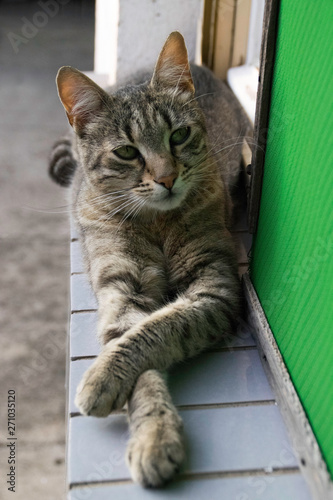 Beautiful cat with crossed front paws