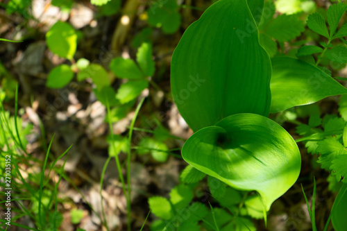 lilies of the valley in the grass