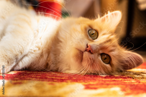 red cat with green eyes