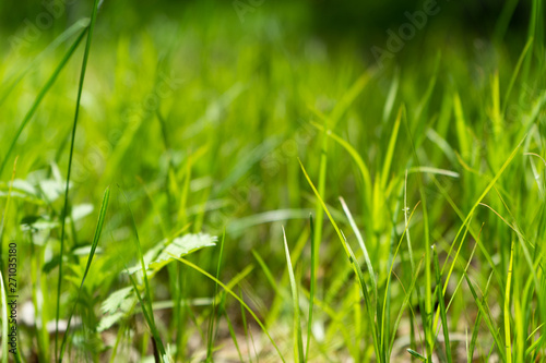 green grass