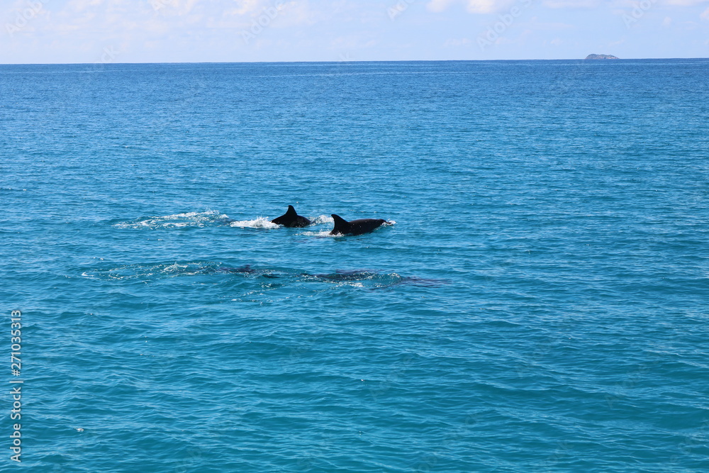 Fototapeta premium Dauphins dans l'océan Indien