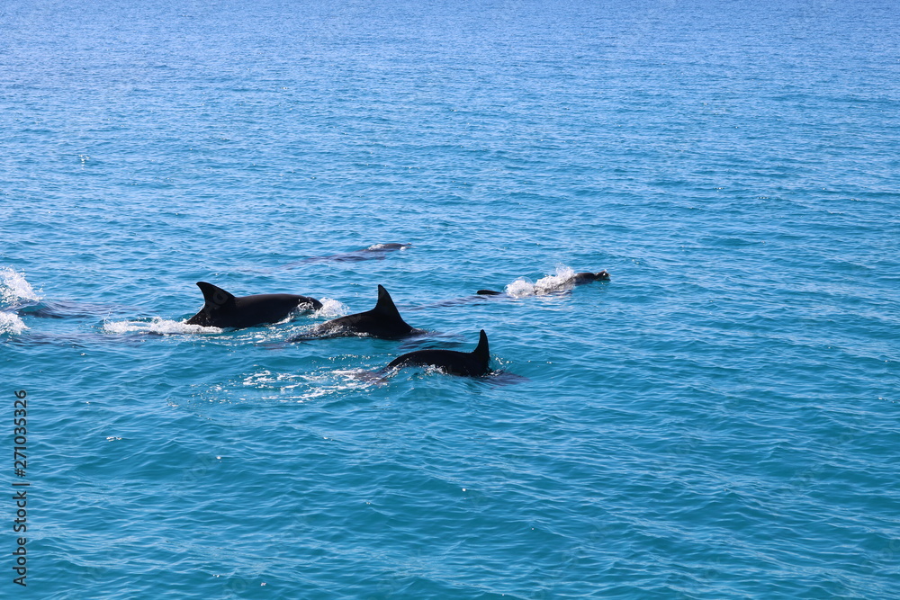 Fototapeta premium Dauphins dans l'océan Indien