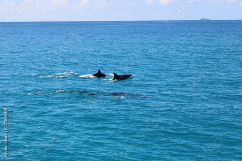 Dauphins dans l'océan Indien © zokos