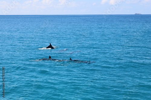 Dauphins dans l'océan Indien