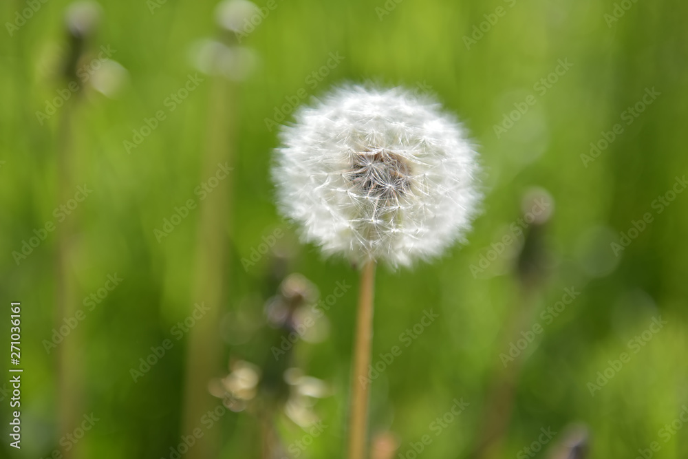 white fluffy dandelion on a green white fluffy dandelion on a green