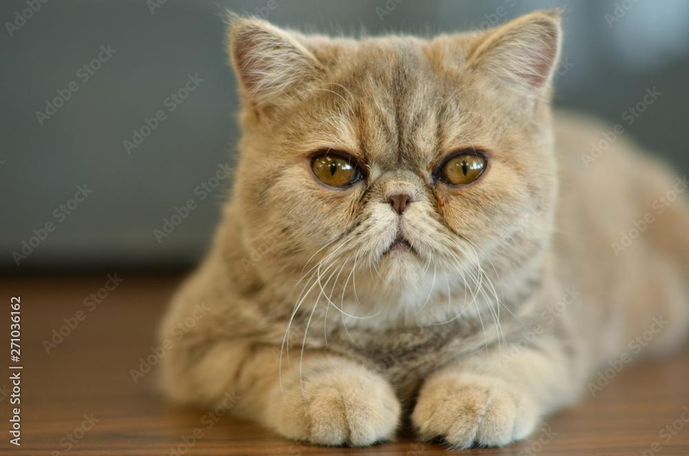 Exotic Shorthair Cat with wide eyes sitting on a wooden table looking into camera giving funny expressions