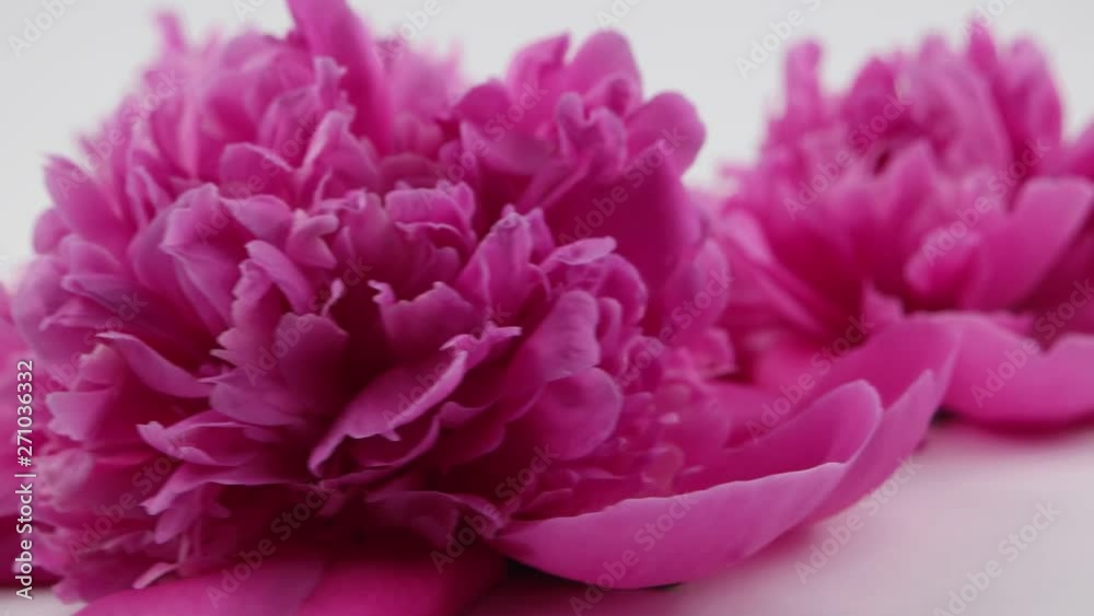Bright lush pink peonies, floral background Bright lush pink peonies, floral background