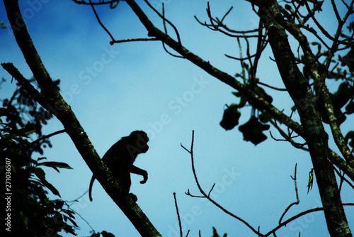 monkey on tree
