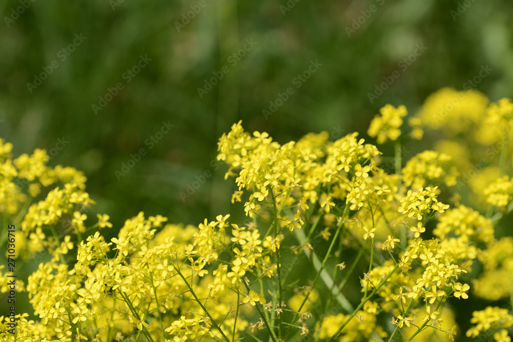 Small yellow wild flowers on a sunny summer day close up Small yellow wild flowers on a sunny summer day close up