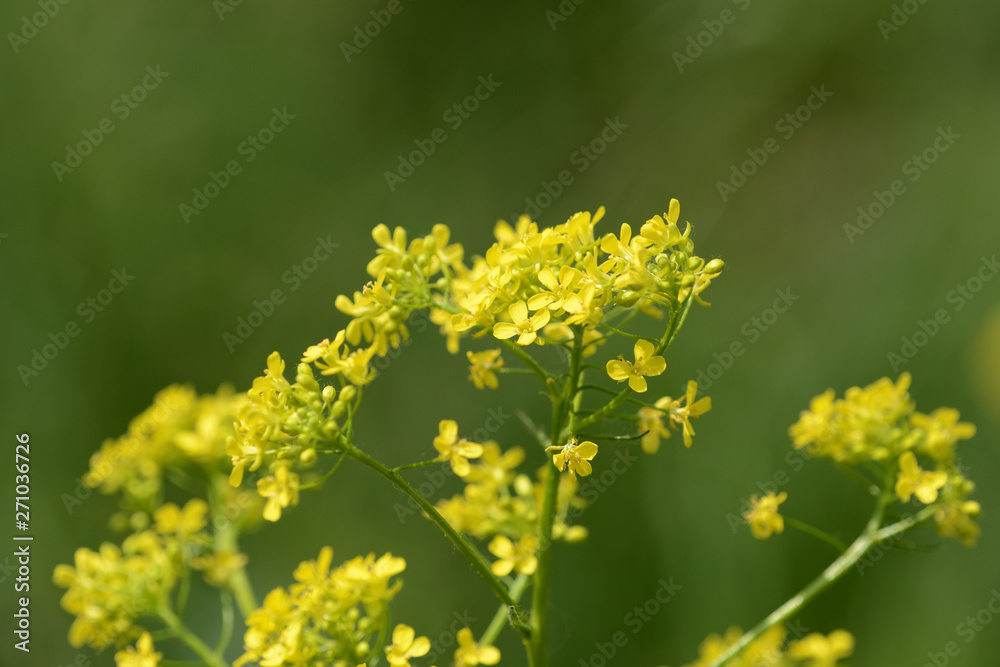 Small yellow wild flowers on a sunny summer day close up Small yellow wild flowers on a sunny summer day close up
