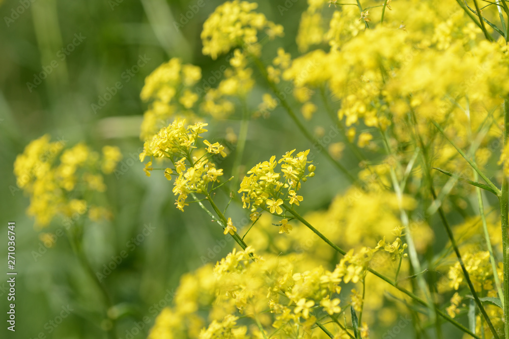 Small yellow wild flowers on a sunny summer day close up Small yellow wild flowers on a sunny summer day close up