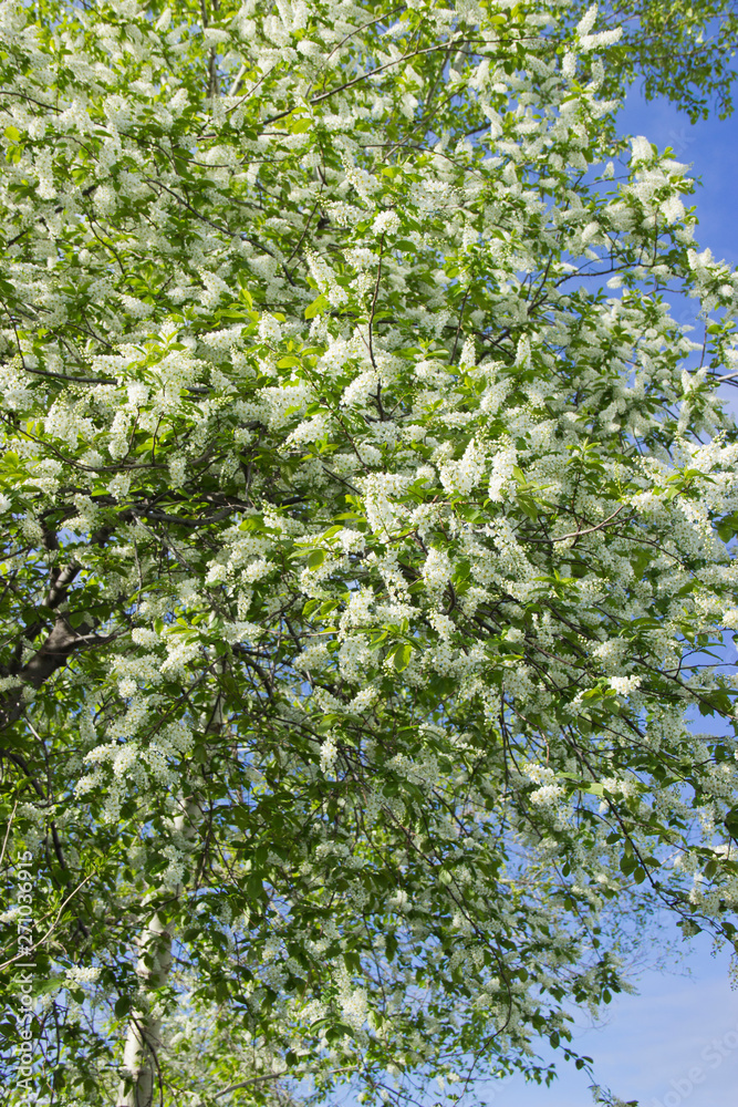 Prunus padus species of small trees of the genus Prunus in the family Rosaceae. Prunus padus branch with white flowers. Prunus padus species of small trees of the genus Prunus in the family Rosaceae. Prunus padus branch with white flowers.