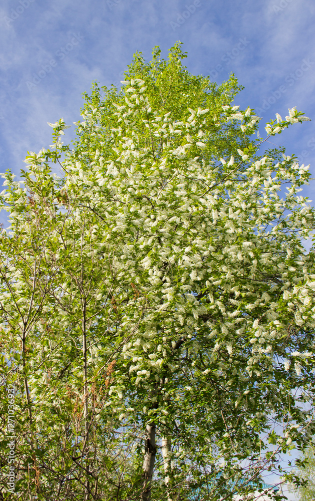 Prunus padus species of small trees of the genus Prunus in the family Rosaceae. Prunus padus branch with white flowers. Prunus padus species of small trees of the genus Prunus in the family Rosaceae. Prunus padus branch with white flowers.