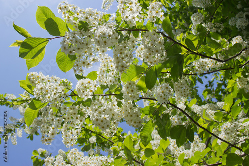 Prunus padus species of small trees of the genus Prunus in the family Rosaceae. Prunus padus branch with white flowers. photo