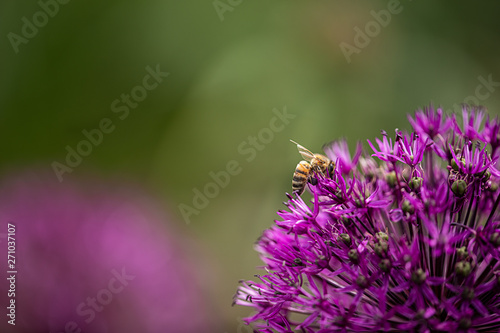 bee perching on a cultivated allium