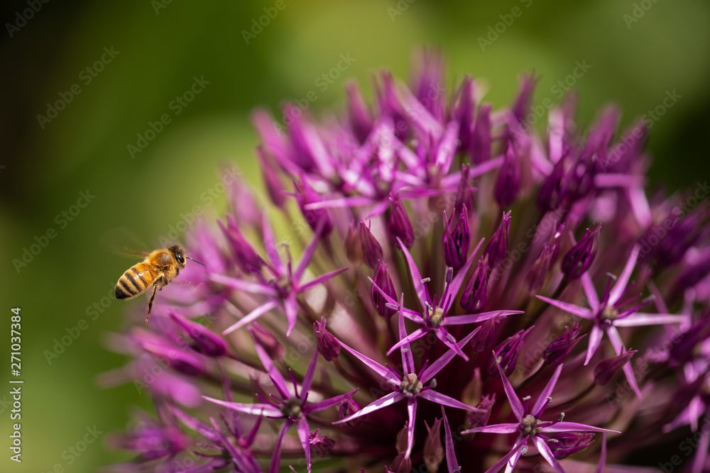 honeybee approaching a cultivated allium flower honeybee approaching a cultivated allium flower