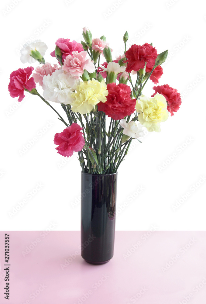 multicolor carnations isolated close up