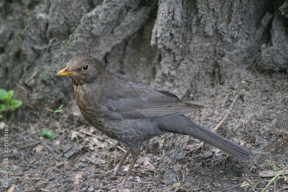 Obraz premium Kos ,samica kosa