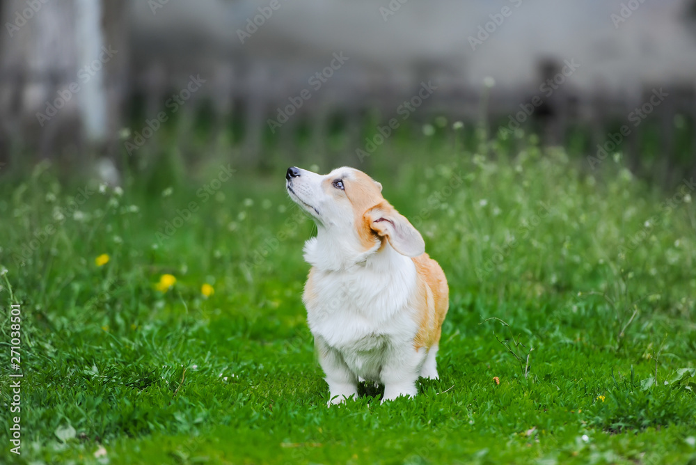 Cute dog Welsh Corgi Pembroke on the grass