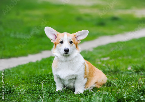 Shot of a cute corgi puppy dog sitting on green grass while outdoors in park.