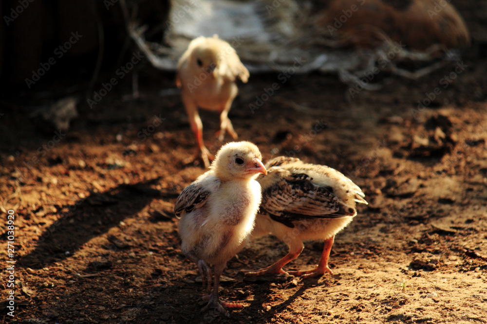 Fototapeta premium family of chicks