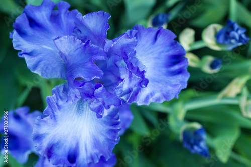 Fototapeta Naklejka Na Ścianę i Meble -  Bright blue iris flowers up view macro