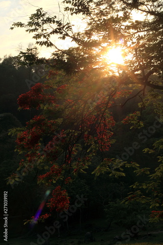 sunset in the forest